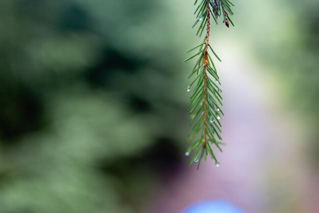 petit pin dans une forêt verte