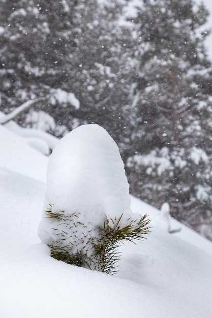 Petit pin entièrement recouvert de neige contre la forêt de pins d'hiver floue