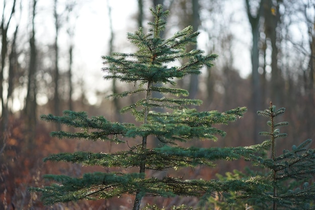 Photo petit pin de noël dans une forêt mixte