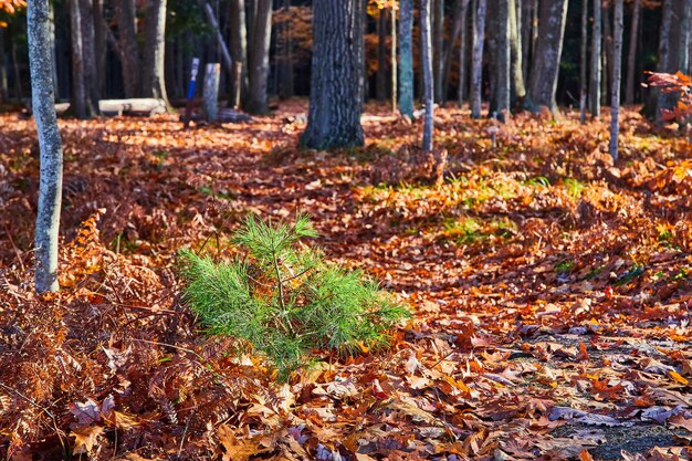 Petit pin poussant sur le sol forestier à la fin de l'automne couvert de feuilles d'oranger et de camping en zone
