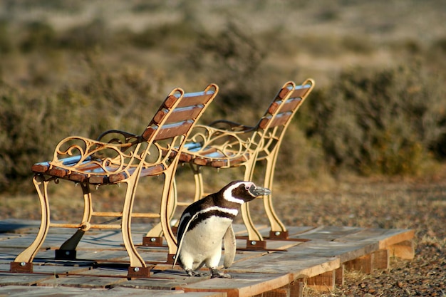 Petit pingouin fatigué