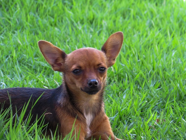 Petit pinscher dans l'herbe verte