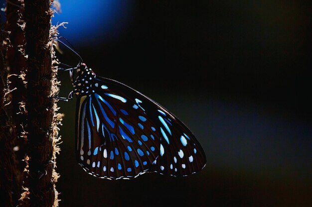 Photo petit plan d'un papillon sur le tronc d'un arbre