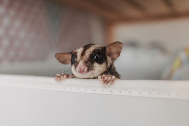 Le petit planeur en sucre sort la tête de la boîte avec curiosité