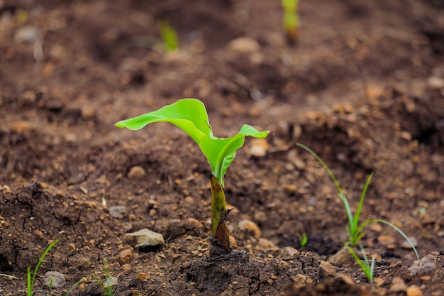 Petit plant de banane sur le terrain