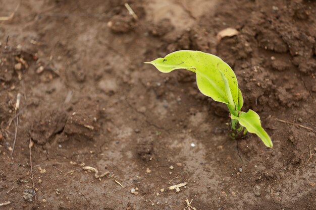 petit plant de bananier en Inde