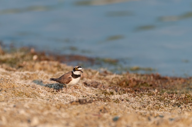 Le petit pluvier se nourrit au bord du lac. Charadrius dubius.