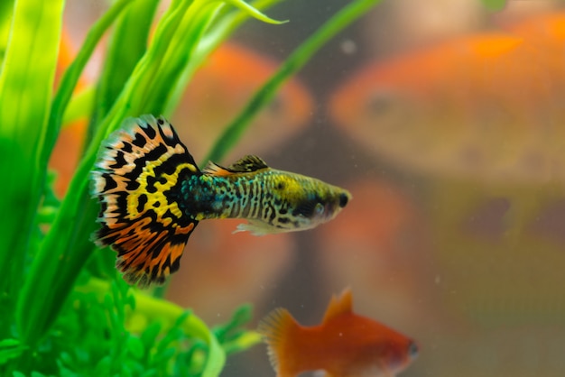 Petit poisson en aquarium ou aquarium