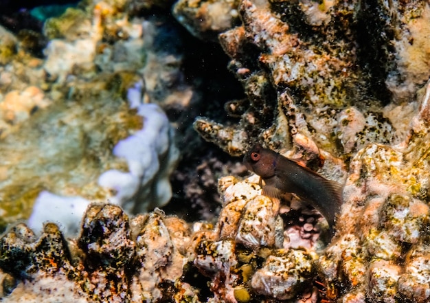 Petit poisson châtaignier sur les coraux de la mer Rouge