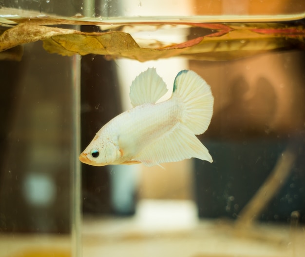 Petit poisson de combat blanc siamois