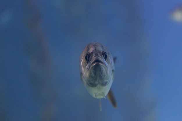 Un petit poisson avec un visage stupide en plein visage