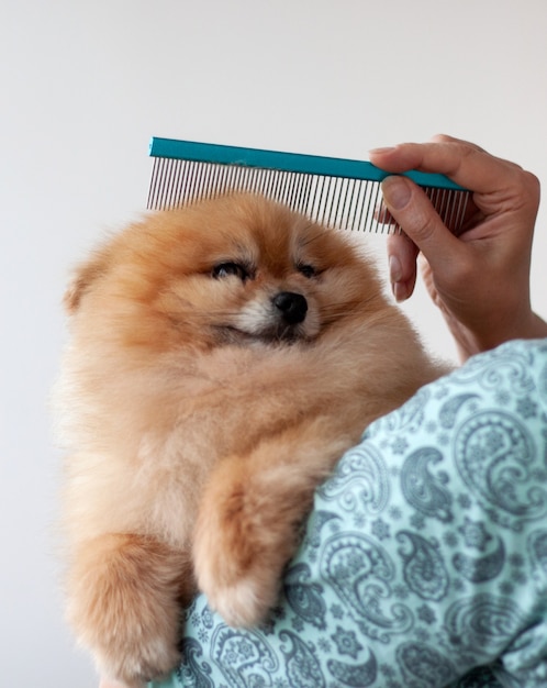 Un petit poméranien orange avec un beau pelage sur les bras, il est peigné avec un peigne bleu.