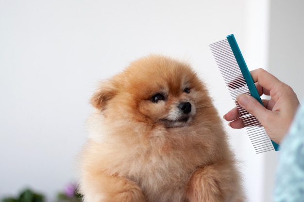 Un petit poméranien orange a épinglé ses oreilles à côté d'une main avec un peigne de salon de coiffure pour chiens.