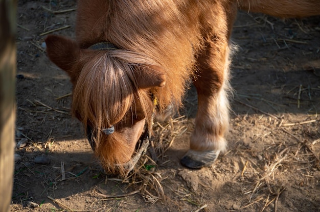 Petit poney en captivité à la recherche de nourriture