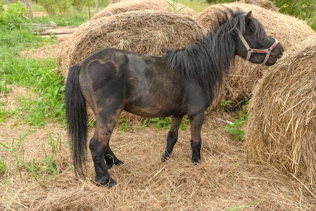 Un petit poney noir se dresse dans une ferme en été et mange du foin