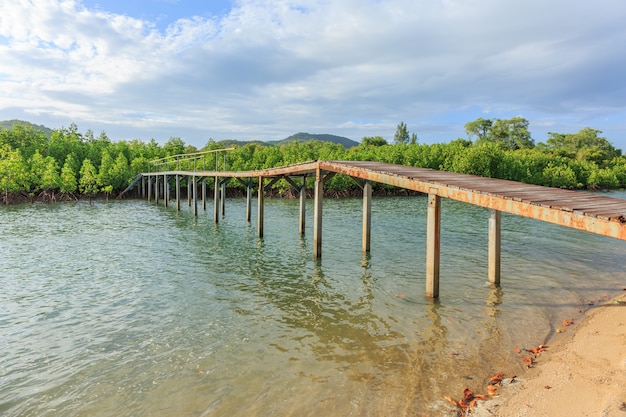 Photo petit pont dans la forêt de mangrove verte en journée nuageuse