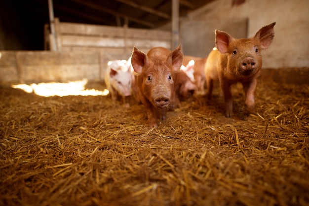 Un petit porcelet à la ferme