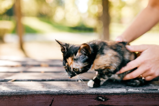 Petit portrait en plein air de chaton.