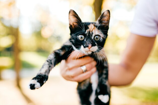 Petit portrait en plein air de chaton.