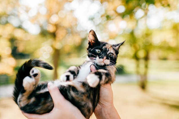 Petit portrait en plein air de chaton.