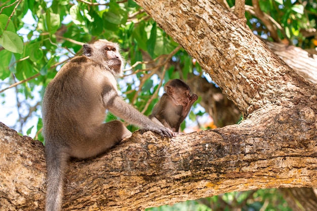 Petit portrait de singe. Assis sur un arbre avec sa mère.