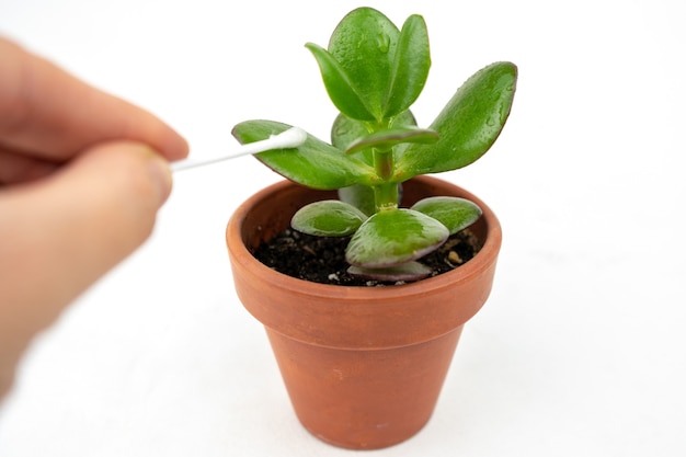 Petit pot avec crassula ou arbre d'argent.