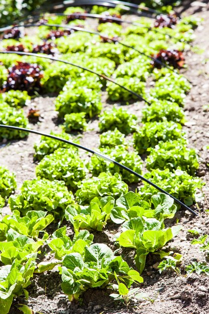 Un petit potager avec de la salade pendant la saison estivale, des couleurs vives et des détails végétaux