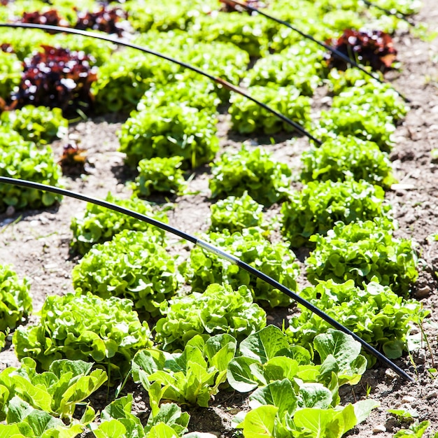 Un petit potager avec de la salade pendant la saison estivale, des couleurs vives et des détails végétaux