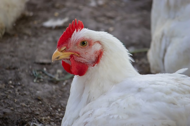 Petit poulailler et zone clôturée pour les poulets