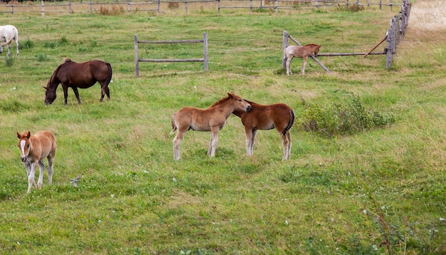 Un petit poulain broutant dans un champ avec de l'herbe verte pendant la saison estivale marchant un petit poulain dans un champ avec de l'herbe verte