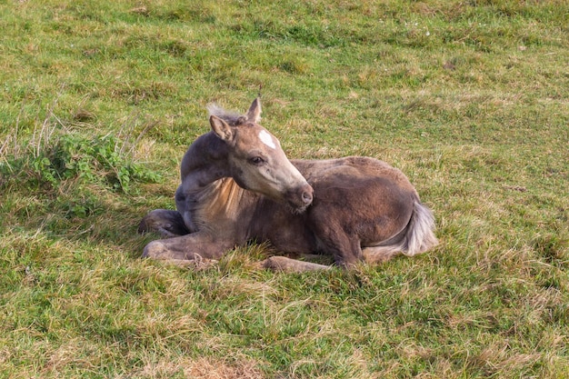 Petit poulain sur le fond d'herbe