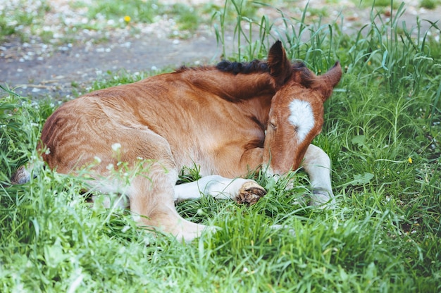 Petit poulain nouveau-né dormant sur l'herbe recroquevillé