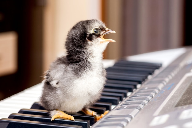 Petit poulet avec un bec ouvert sur les touches du piano