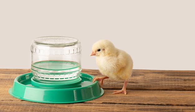 Photo un petit poulet boit de l'eau dans un bol à boire sur une surface en bois