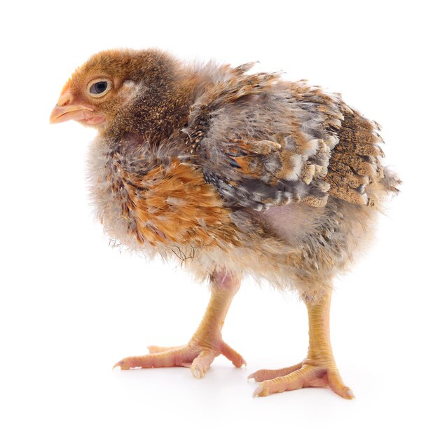 Petit poulet brun isolé sur fond blanc