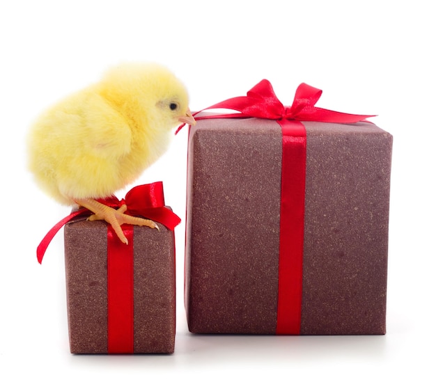 Petit poulet et coffrets cadeaux isolés