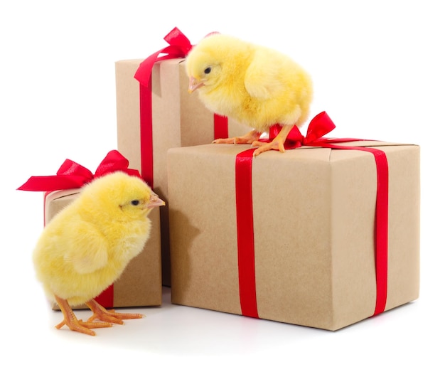 Petit poulet et coffrets cadeaux isolés