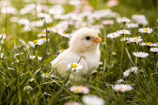 Petit poulet dans l'herbe