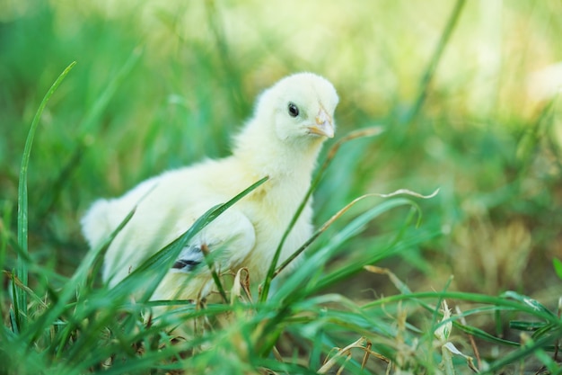 Petit poulet dans l'herbe