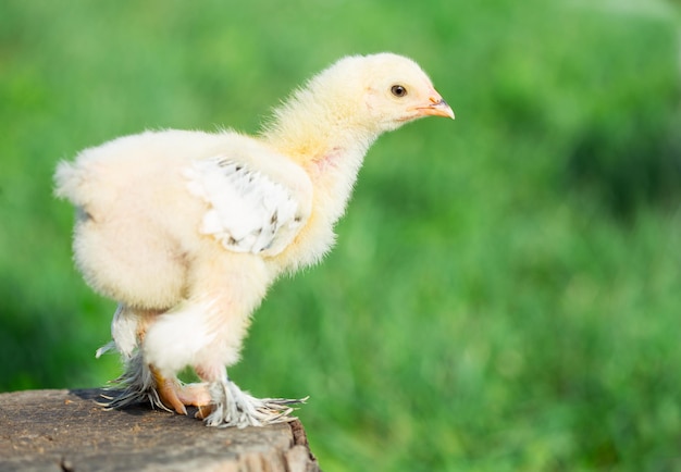 Petit poulet dans l'herbe