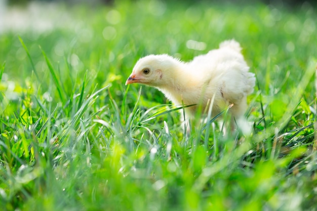 Petit poulet dans l'herbe