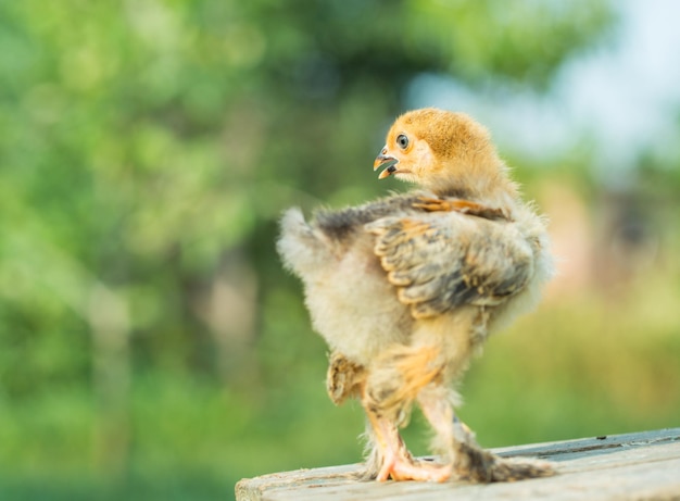 Petit poulet dans l'herbe