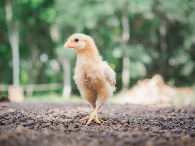 Un petit poulet dans le jardin