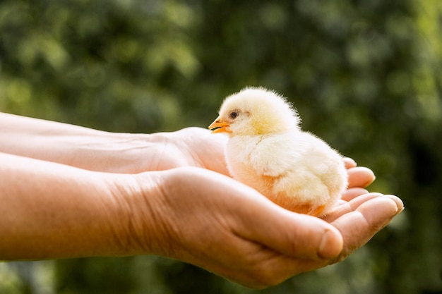 Photo petit poulet dans les mains