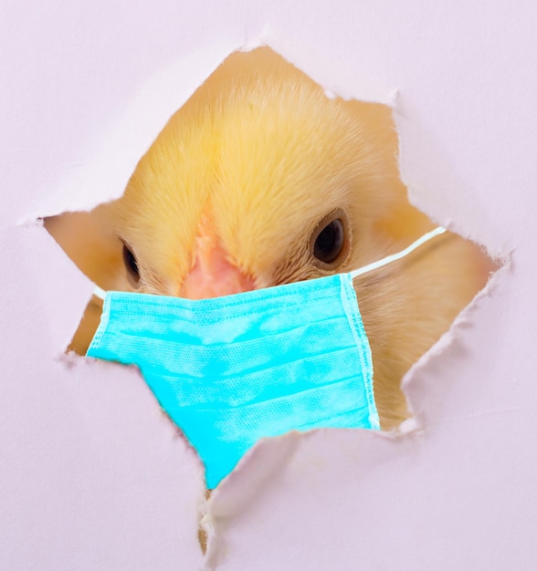 Petit poulet dans un masque médical de protection est isolé sur fond blanc