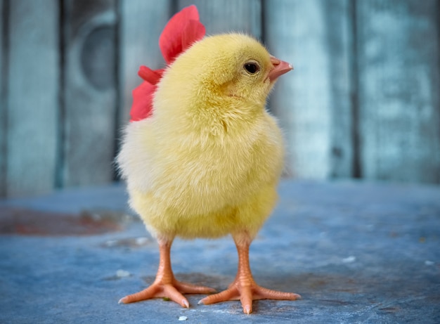 Petit poulet avec une fleur.