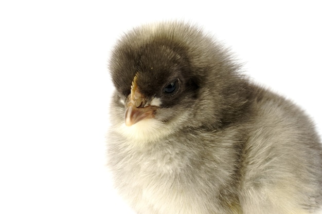 Petit poulet gris isolé sur blanc