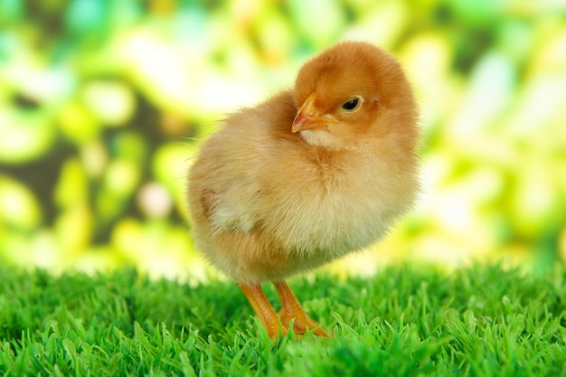 Petit poulet sur l'herbe sur fond clair