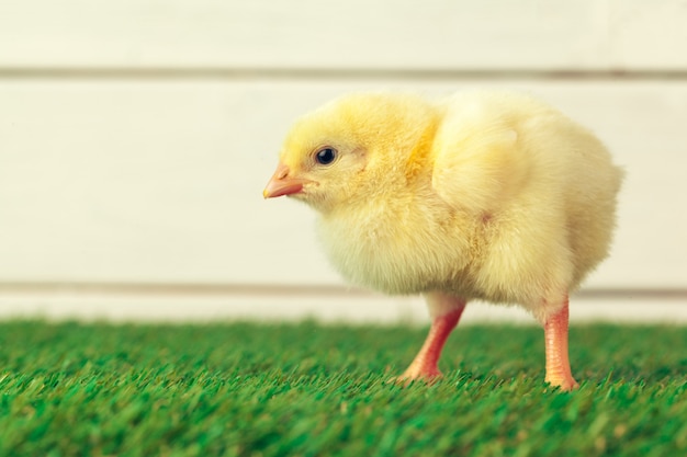 Petit poulet sur l'herbe