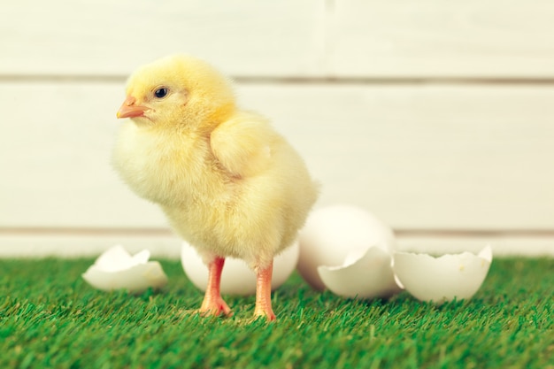 Petit poulet sur l'herbe